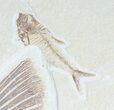 Phareodus Fossil Fish - Voracious Lake Predator #63359-2